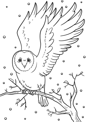 Winter Owl From Winter Coloring Page